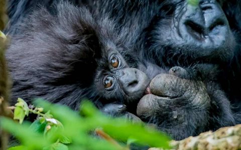 4 Days and 3 Nights Lake Bunyonyi & Bwindi Forests Gorillas Trekking Safari explores Lake Bunyonyi in Uganda best known for canoeing, boat rides, a visit to a local pygmy village, bird watching, and regional tours. The trip also visits Bwindi Forests the home to half of the world’s populations of endangered Mountain Gorillas