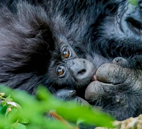 4 Days and 3 Nights Lake Bunyonyi & Bwindi Forests Gorillas Trekking Safari explores Lake Bunyonyi in Uganda best known for canoeing, boat rides, a visit to a local pygmy village, bird watching, and regional tours. The trip also visits Bwindi Forests the home to half of the world’s populations of endangered Mountain Gorillas