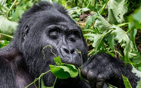 5 Days gorilla Trekking Tour and Wildlife Safari will take you to Bwindi forest for gorilla trekking, Kibale Forestnationak park for chimp tracking the forest has the biggest number of Chimpanzees and other Primates