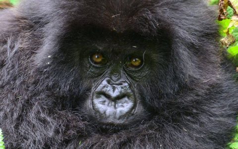 6 Days Mountain Gorilla trekking in DR Congo and Rwanda is one of the most impressing safaris that will offer you an opportunity to have combined mountain gorilla trekking experience from the two stunning  parks of Virunga National park in Congo and  Volcanoes National park in Rwanda