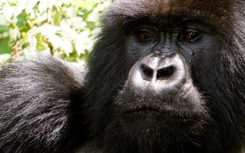 6 Days rwanda gorilla trekking safari tour will Depending on arrival time, meet and greet our representative, he will drive you to Parc Nationale de Volcanoes