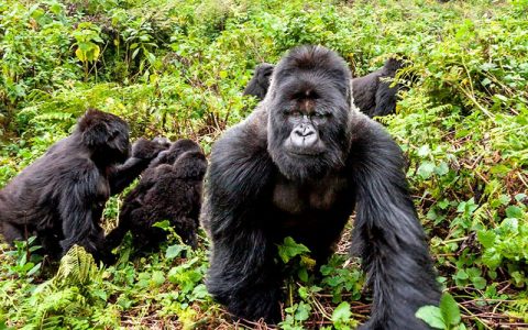6 Days Rwanda Special Gorilla Trekking Safari Tour it gives you five nights in Rwanda as you discover the land of thousand hills, the trip will offer you encounter the mountain gorillas, recreation, chimpanzee in nyungwe national park and canopy walk