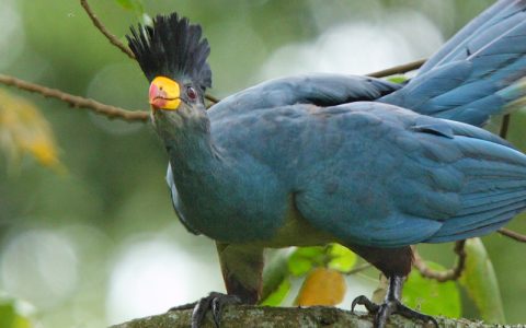 6 days birding expedition in Bwindi impenetrable national park that lies in southwestern Uganda on the edge of the Rift Valley. Its mist-covered hillsides are blanketed by one of Uganda's oldest and most biologically diverse rainforests