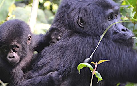 6 days gorilla trekking Tour and Jinja white water Rafting Safari Starts and ends in Entebbe international airport Uganda. It involves meeting eye to eye with the rare mountain gorillas and the magical adventurous white water rafting along the River Nile