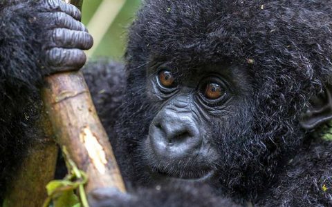 7 Days Gorilla Safari Adventure Uganda Holiday will take you to top three major National Parks; Queen Elizabeth National Park for African wildlife game viewing, boat cruise on Kazinga channel that connects lake Edward and lake George, wildlife viewing, plus tree climbing lions in Ishasha sector