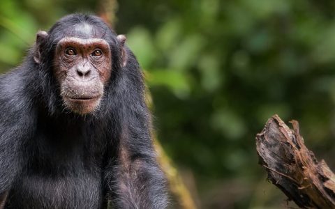 7 Days Gorilla Trekking Wildlife Safari And Chimpanzee Tour starts and ends in Kampala/Entebbe Uganda, the tour it involves both gorilla trekking & chimpanzee tracking permits for chimp