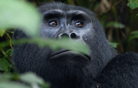 7 Days Gorilla trekking and Tree climbing Lions Safari of Ishasha Queen Elizabeth A safari that takes you to some of Uganda's amazing national parks. Let's you trek Mountain Gorillas, see animals of the savanna, and search for Tree climbing Lions of Ishasha