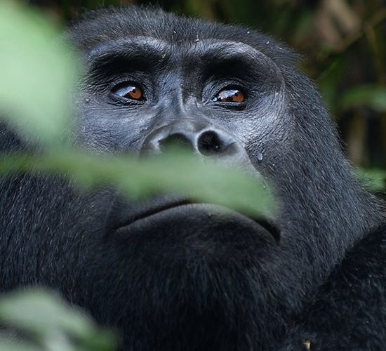 7 Days Gorilla trekking and Tree climbing Lions Safari of Ishasha Queen Elizabeth A safari that takes you to some of Uganda's amazing national parks. Let's you trek Mountain Gorillas, see animals of the savanna, and search for Tree climbing Lions of Ishasha