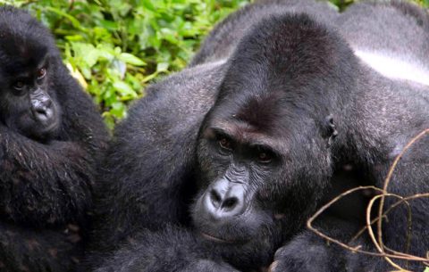 7 Days Rwanda gorilla & Chimpanzee safari tour, depending on arrival time, meet and greet aga safaris driver, guide , he will drive you to Volcanoes national paerk. along the journey to ruhengeri