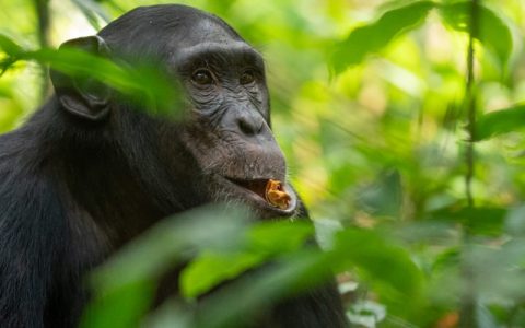 8 Days Chimpanzee, gorilla Tracking safari & wildlife trip is personalized to your own style of travel. This tour covers both the African savanna wildlife beauty and the charming rainforest wilderness