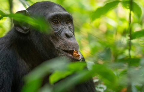8 Days Chimpanzee, gorilla Tracking safari & wildlife trip is personalized to your own style of travel. This tour covers both the African savanna wildlife beauty and the charming rainforest wilderness