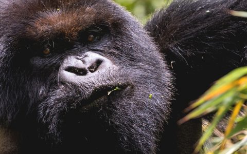 15 Days Best of Uganda Gorilla Trekking Tour and Wildlife Safari will enable you to visit all major National parks of Uganda from Central, North to South. You will Explore Kidepo Valley national park located in the Karamoja region
