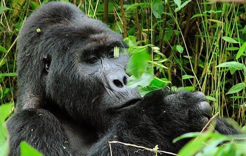 8 Days Rwanda Wildlife Safari and Primate Tour Adventures, is an exclusive, customized Rwanda Safari Tour with the main highlights of the tour being; Kigali City Tour, Game Drive and Boat Cruise in Akagera National Park, Gorilla Trekking, Iby’iwacu cultural tour, and hike to Mount Bisoke