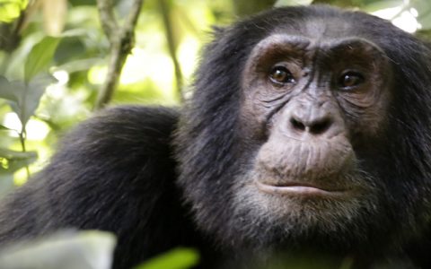 8 Days best of Uganda's Primate Safari Tour this tour package introduces the traveler to what Uganda has to offer when it comes to primates. The tour starts with a day trip to Ngamba island purposely for chimpanzee tracking