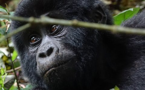 8 Days wildlife tour, Gorilla safari & Chimpanzee trekking adventure is a classic African safari tour that takes place in Western region of the pearl of Africa