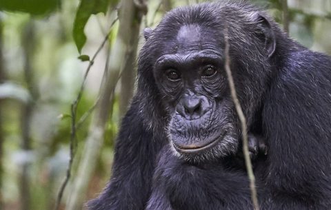 9 Days Best Of Chimpanzee And Game Viewing In Uganda this 9 days tour package is tailor made for individuals with high love for Chimpanzee to enabling them explore and learns more about Chimpanzee