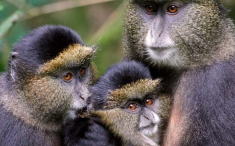 9 Days Rwanda expeditions safari tour with Aga safaris a premier travel agency in Africa, start with the cultural tour, continue to Nyungwe forest national park for chimp trekking, visit to Kibuye memorial near Lake Kivu, Akagera National park