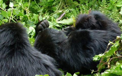 9 days Uganda, Rwanda and DR Congo safari is an ultimate African Safari through Uganda, Rwanda and Congo offering a once in a lifetime experience as you track mountain gorillas in the Virunga Region. You will also visit the savannah game in Queen Elizabeth National Park