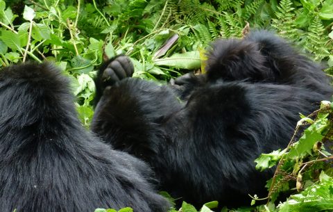 9 days Uganda, Rwanda and DR Congo safari is an ultimate African Safari through Uganda, Rwanda and Congo offering a once in a lifetime experience as you track mountain gorillas in the Virunga Region. You will also visit the savannah game in Queen Elizabeth National Park