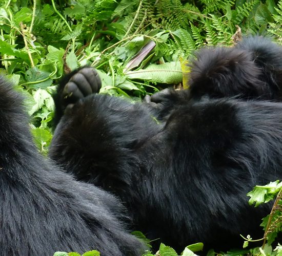9 days Uganda, Rwanda and DR Congo safari is an ultimate African Safari through Uganda, Rwanda and Congo offering a once in a lifetime experience as you track mountain gorillas in the Virunga Region. You will also visit the savannah game in Queen Elizabeth National Park
