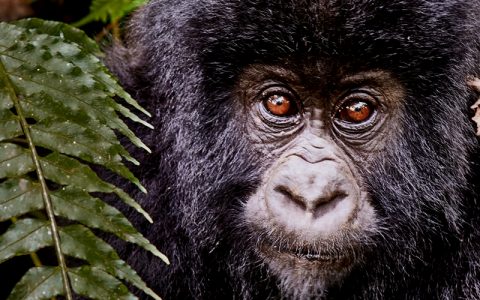 9 Day Uganda Rwanda Wildlife Primate trekking & culture safari will Start from Uganda, through to Rwanda, have the opportunity of exploring Uganda and Rwanda’s great scenery, wildlife and gorillas