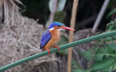 9 days Rwanda and Burundi Bird Watching Safari Tour the two African are small nations located in East Africa and both two countries draw visitors from all over the world. Although Rwanda's genocide in 1994 has not been forgotten, the memorial museum in Kigali the capital city of Rwanda