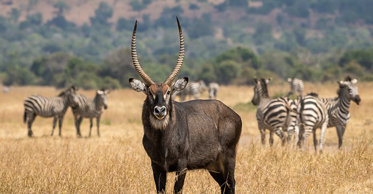 Akagera national park in Rwanda is about 110 km from Kigali the capital of Rwanda, which is about a 2 ½ hour drive. It is beautiful park with lush green scenery