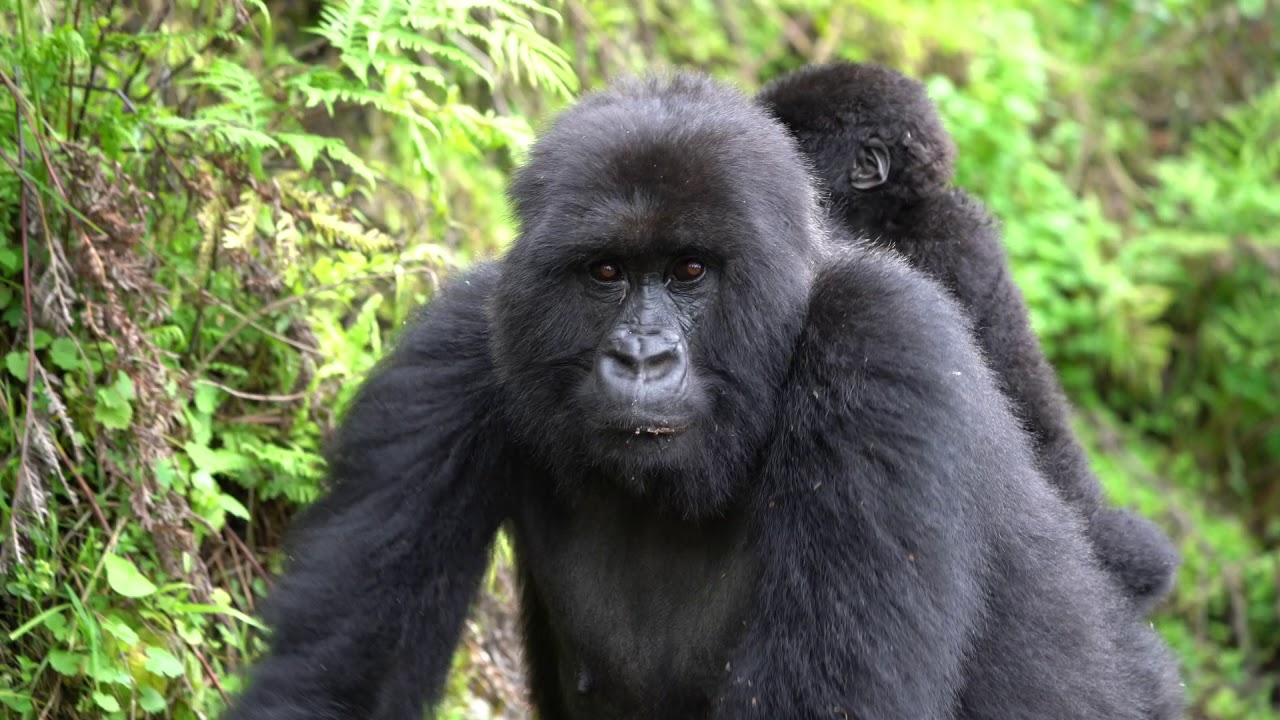 Amahoro Gorilla Family