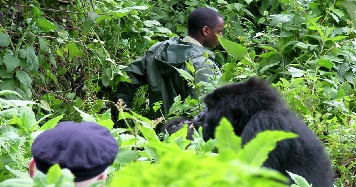 Gorilla Habituation Experiences in Bwindi Impenetrable National Park is the process where wild mountain gorillas made to get used to the presence of humans. In Uganda, gorilla habituation