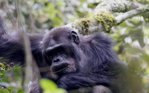 5 Days-4 Nights Chimpanzee tracking tour in Kibale Forest National Park offers the best experience of observing Chimpanzees in their natural habitat in Uganda. Kibale Forest has the biggest population of Chimps