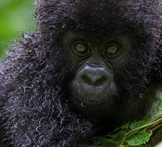 3 day Congo gorilla experience tour starts in Rwanda, you will then transfer to Virunga National park in Democratic republic of Congo via Uganda’s boarder