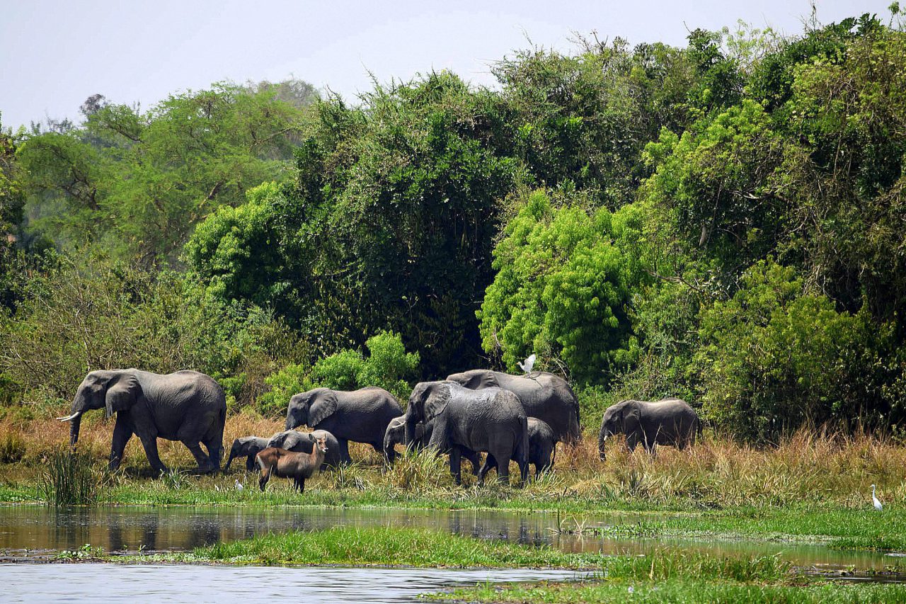 Murchison Falls National Park Uganda - Luxury Company Aga Safaris 