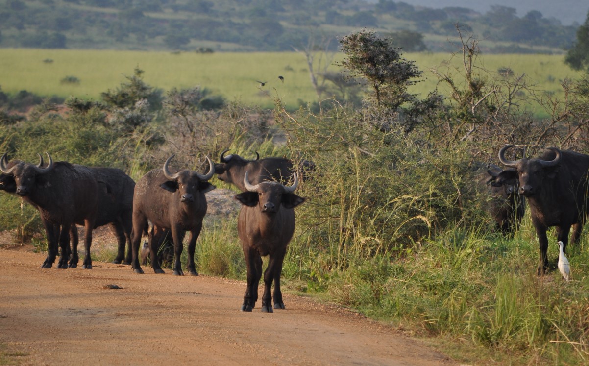 East Africa Safaris, Murchison Falls National Park is a safari hub providing one of the best game encounter in Uganda and East Africa