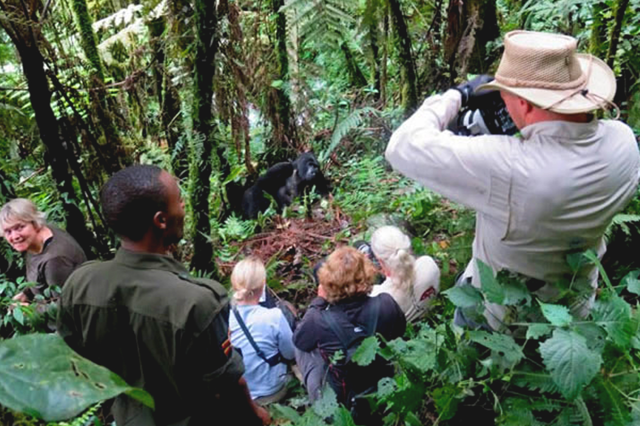 Mountain gorilla habituation experience was introduced to all interested clients on 1st January 2014. For those interested to spend more time with mountain gorillas compared to gorilla trekking
