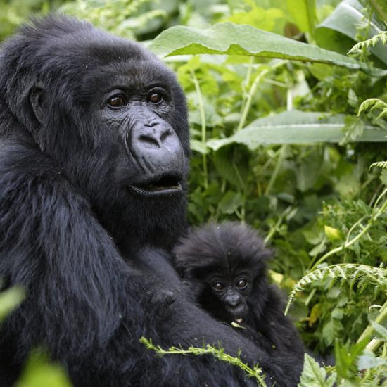 Neyo, Van Gaal among stars to name baby gorillas in Rwanda The annual mountain gorilla naming ceremony, locally known as Kwita Izina, is set to kick off Friday in Kinigi, northern Rwanda.