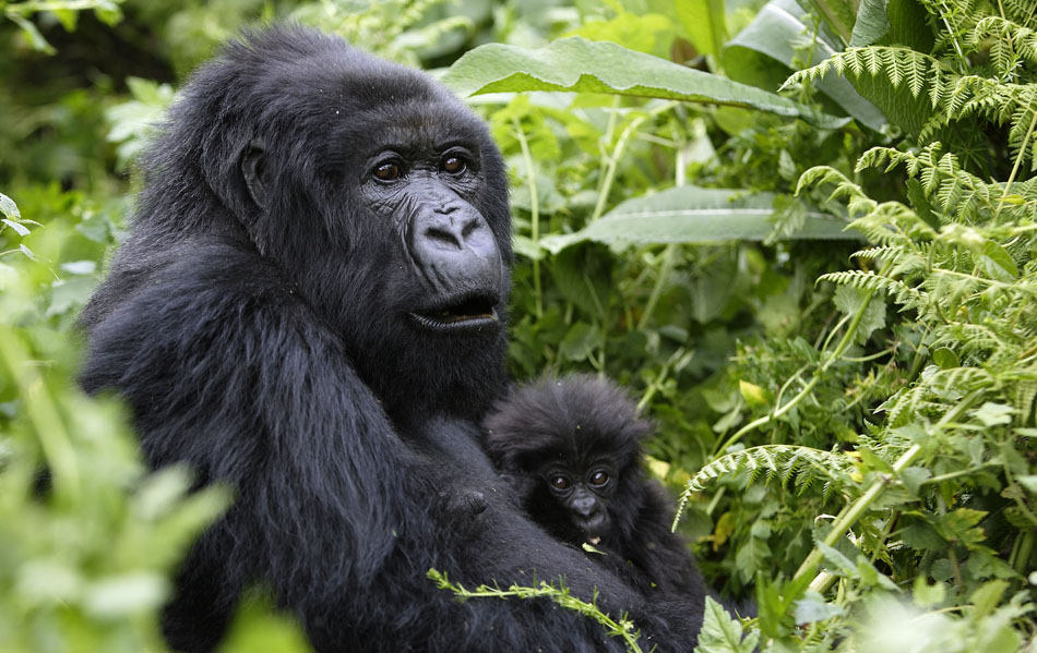 Neyo, Van Gaal among stars to name baby gorillas in Rwanda The annual mountain gorilla naming ceremony, locally known as Kwita Izina, is set to kick off Friday in Kinigi, northern Rwanda.