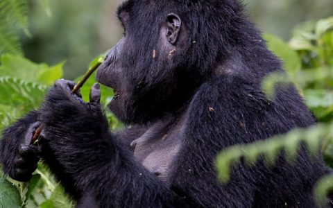 10 days Gorilla and Chimpanzee trekking combined with game viewing to Murchison Falls, Kibale Forest, Queen Elizabeth, Bwindi Impenetrable Forest and lastly Lake Mburo National Parks safari