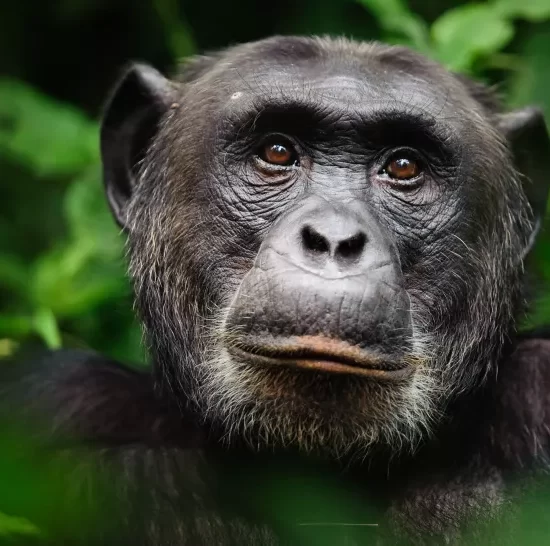 Chimpanzee the only animal thats has 94% DNA like Human Beings . The chimpanzee (Pan troglodytes), also known as the common chimpanzee, robust chimpanzee
