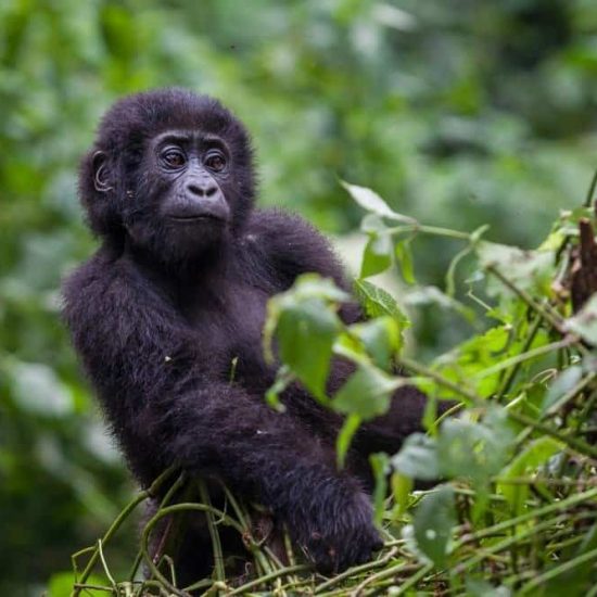 Uganda Tourism focus in recent years has been the rare mountain gorilla. The success of these tourism initiatives have caused the Demand for Gorilla viewing permits to significantly exceed supply