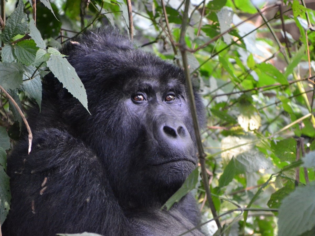 Bwindi Impenetrable National Park is a UNESCO World Heritage site located in southwestern Uganda. The park is home to over half of the world's population of endangered mountain gorillas