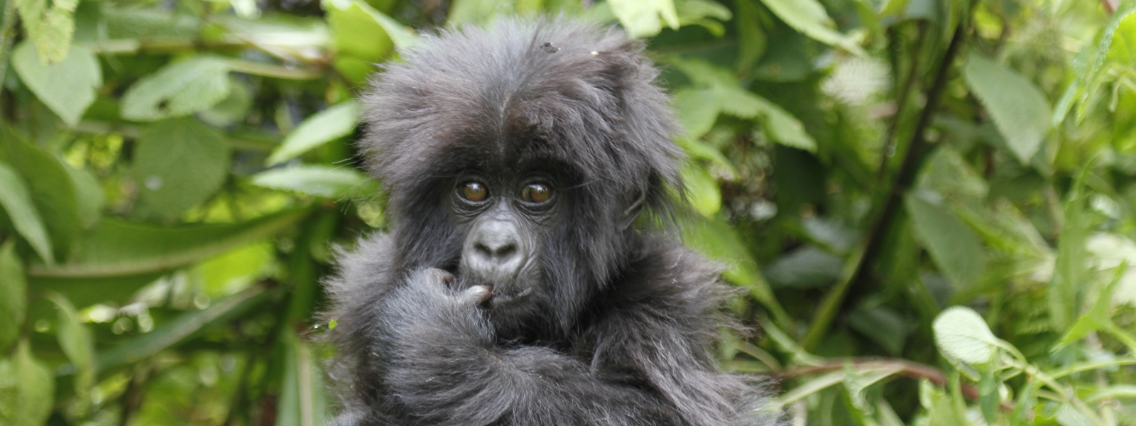 best time to book a gorilla habituation safari experience In Uganda depends on various factors, including weather conditions, gorilla movements, and availability of permits. In Uganda, where most gorilla habituation experiences take place