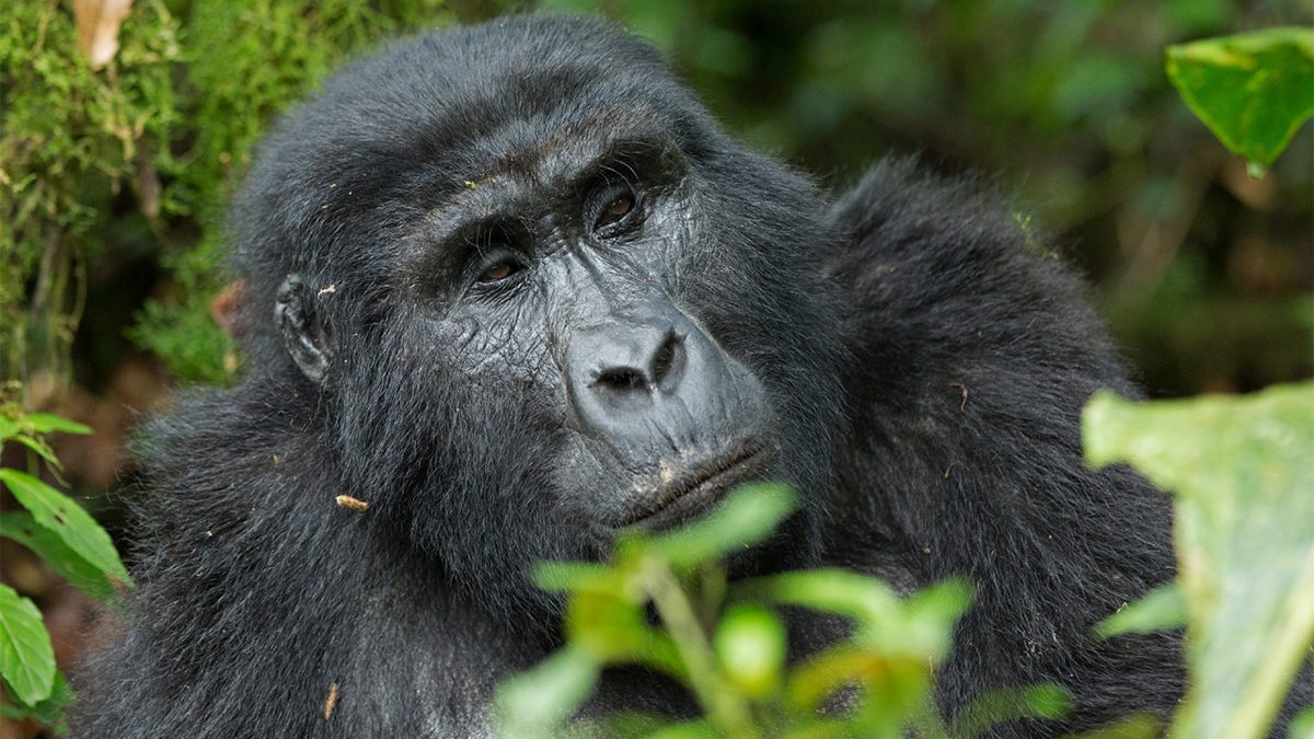 Additional Expenses-gorilla-trekking-in-Uganda