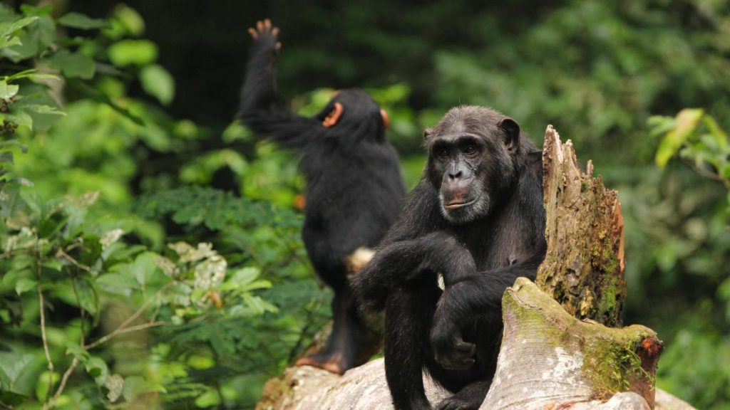 Chimpanzee Tours Kibale and tree climbing lions Queen Elizabeth National Park- Aga Safaris Uganda Limited