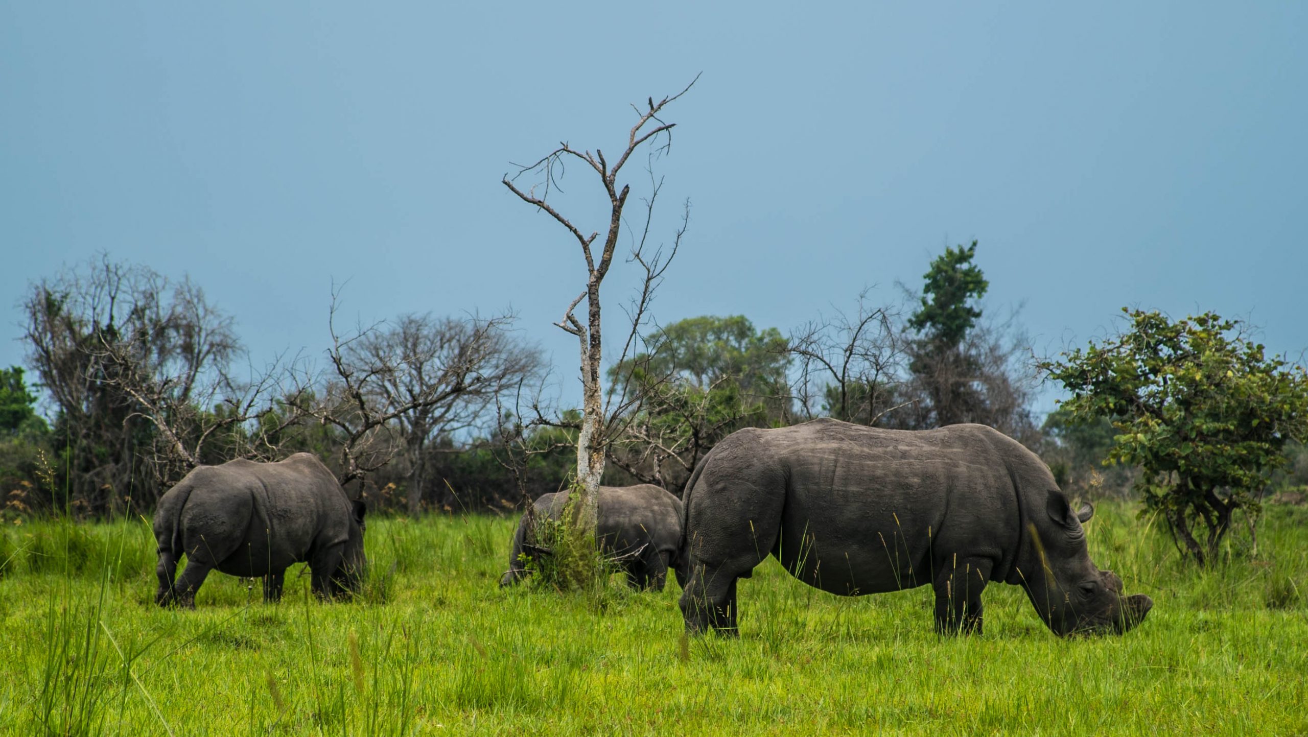 Rhino tracking in Ziwa Rhino Sanctuary Uganda