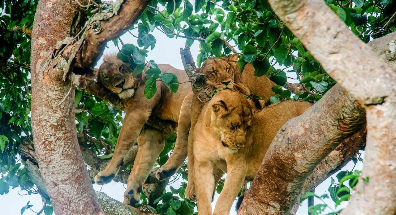 Tree-Climbing-Lions-at-Queen-Elizabeth-National-Park-Ishasha-sector-Aga-safaris-Uganda-Limited