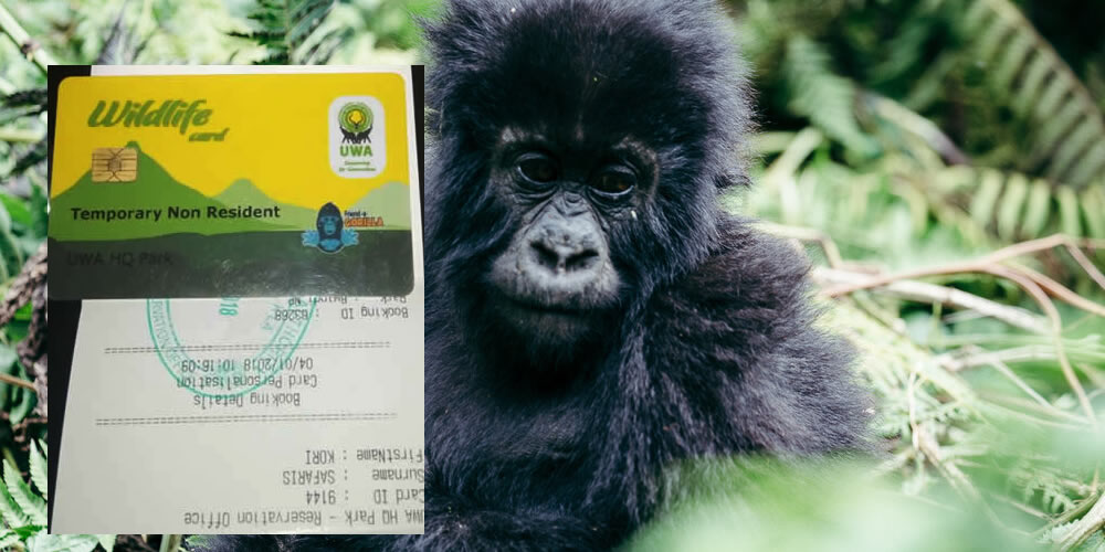 Gorilla Permits for Mountain Gorilla Trekking