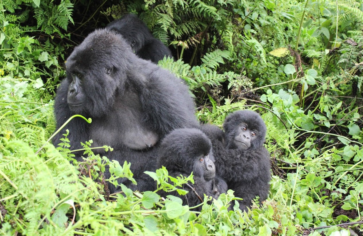 Days You Need To Spend On Gorilla Trekking Safari Uganda