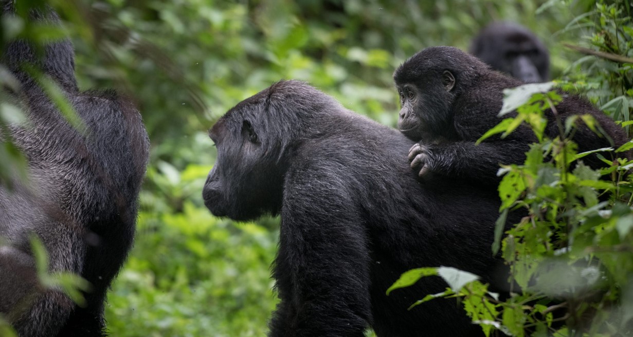 Days You Need To Spend On Gorilla Trekking Safari In Uganda