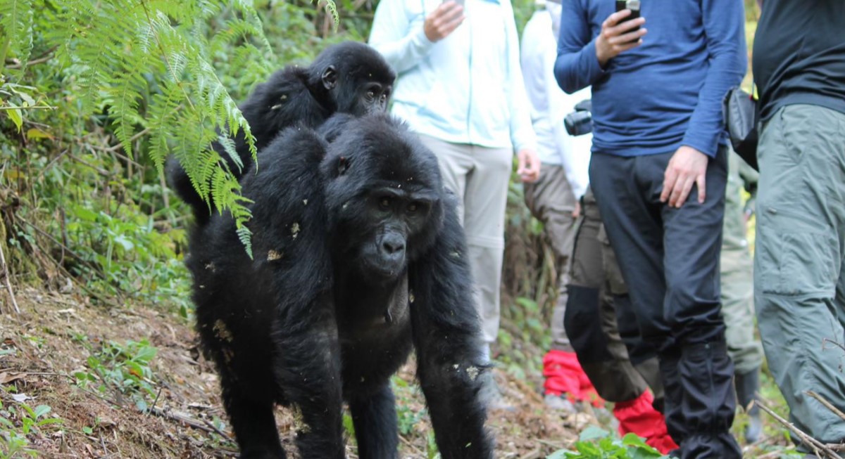 How many days does one need to do gorilla trekking safari in uganda