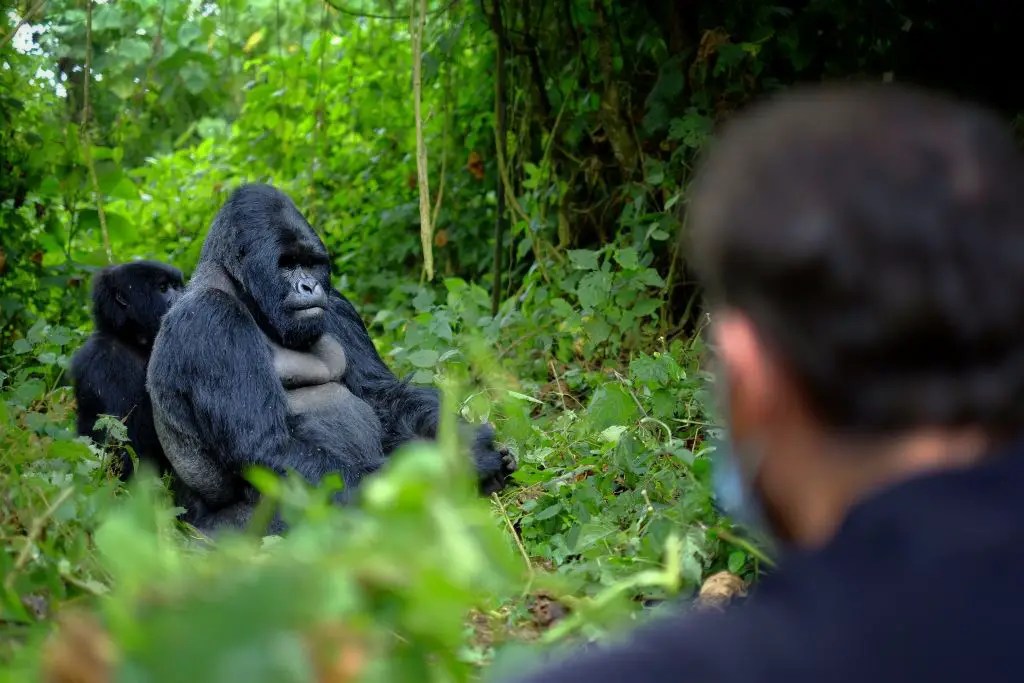 Days Required to Do Successful Gorilla Trekking Tour in East Africa